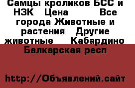 Самцы кроликов БСС и НЗК › Цена ­ 400 - Все города Животные и растения » Другие животные   . Кабардино-Балкарская респ.